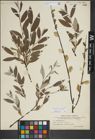 Foto von Salix lapponum L.